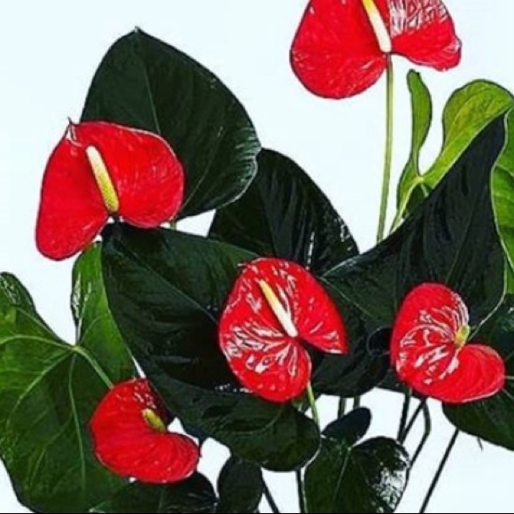 Meet your Posher, Ray